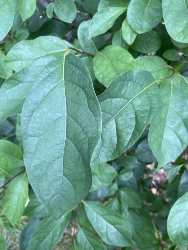 northern spicebush