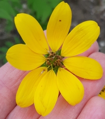 Engelmannia peristenia