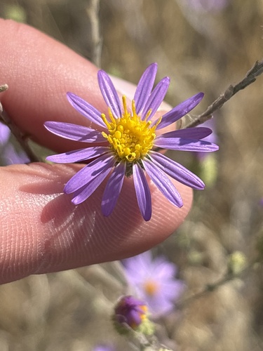 Dieteria canescens, photograph 4