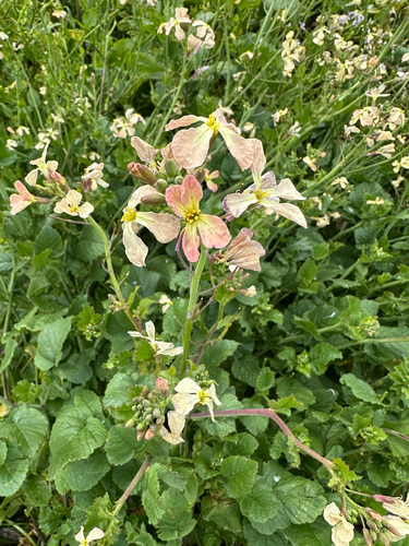 Wild radish