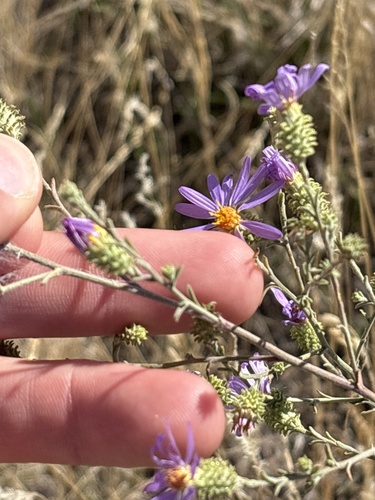 Dieteria canescens, photograph 5