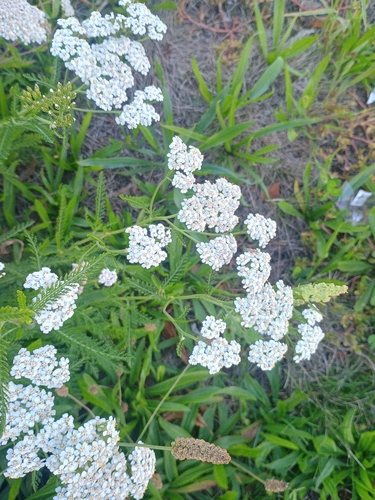 common yarrow