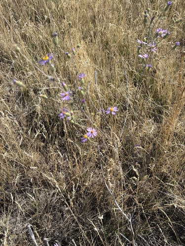 Dieteria canescens, photograph 6