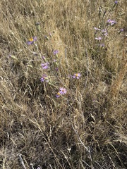 Dieteria canescens, photograph author not stated, no rights reserved