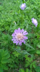 Knautia dipsacifolia