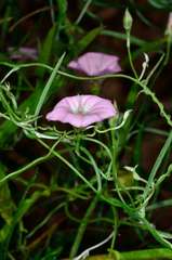 Convolvulus remotus
