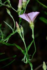 Convolvulus remotus