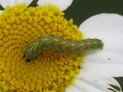 Cucullia chamomillae