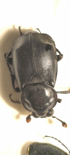 Nicrophorus concolor