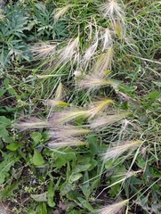Hordeum jubatum, photograph (c) Natalia Kazakova, some rights reserved (CC BY)
