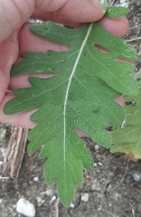 Engelmannia peristenia