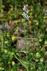 Silene gallica gallica