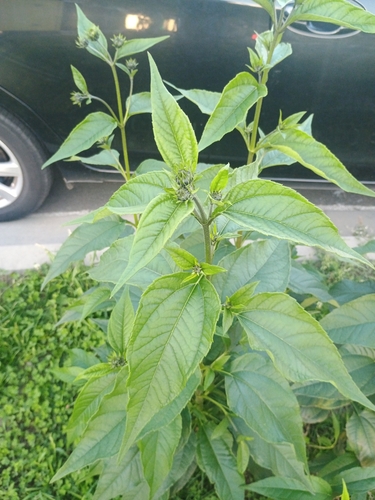 Jerusalem artichoke
