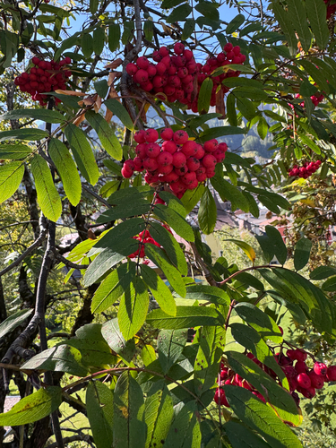 European mountain ash