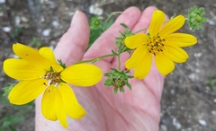 Engelmannia peristenia