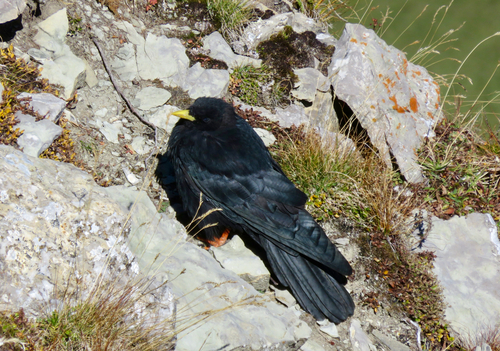 Yellow-billed Chough