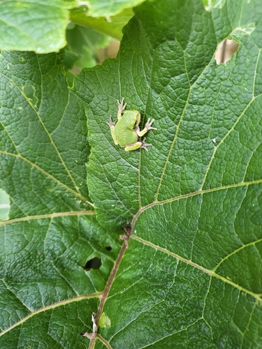 Gray Treefrog