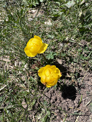 European Globeflower