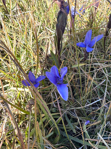 Fringe-flowered Gentian