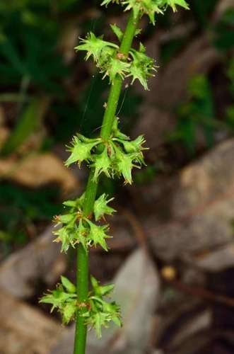 Rumex brownii