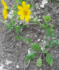 Engelmannia peristenia