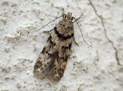 Pseudotelphusa istrella