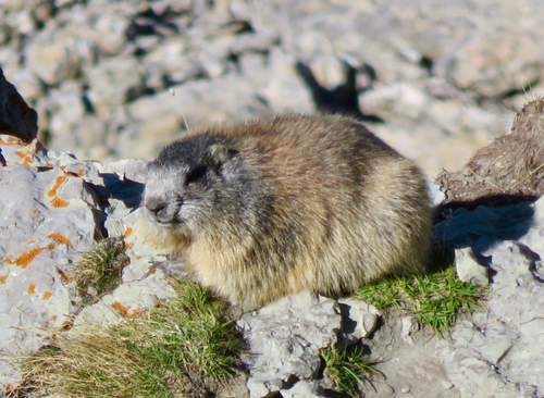 Alpine Marmot