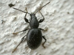 Otiorhynchus ovalipennis