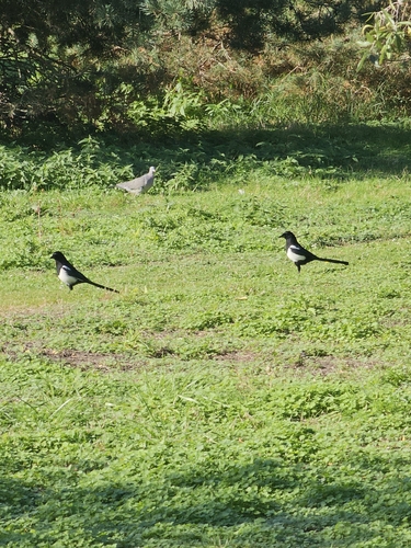 Eurasian Magpie