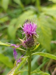 Centaurea phrygia