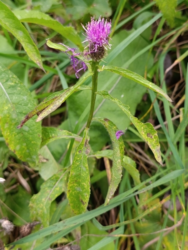 Centaurea phrygia, photograph 2