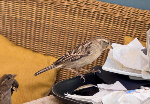 House × Italian Sparrow