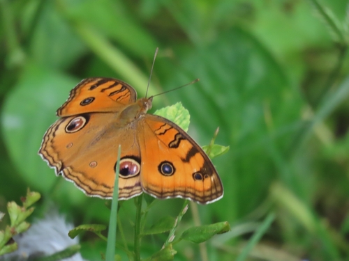 Peacock Pansy
