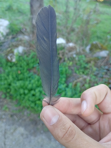 Eurasian Blackbird