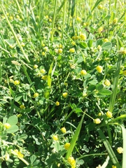 Medicago lupulina