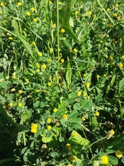 Medicago lupulina