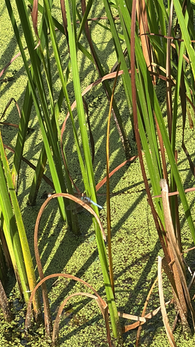 Blue Dasher
