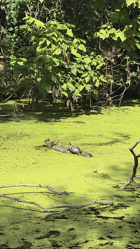 Painted Turtle