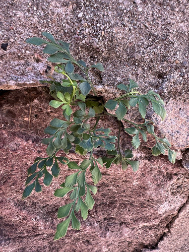 wall-rue