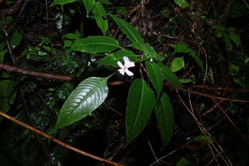 Impatiens curtisii