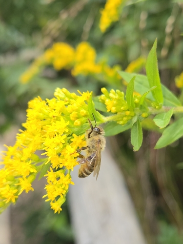 Western Honey Bee