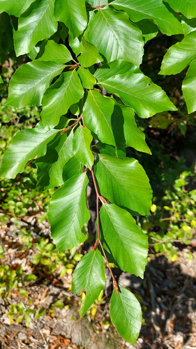 European beech