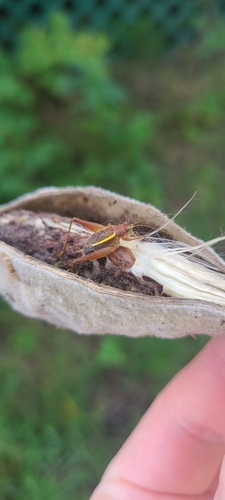 Restless Bush Cricket