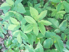 Aegopodium podagraria