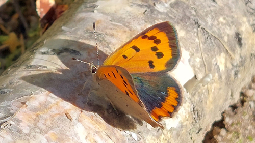 Small Copper