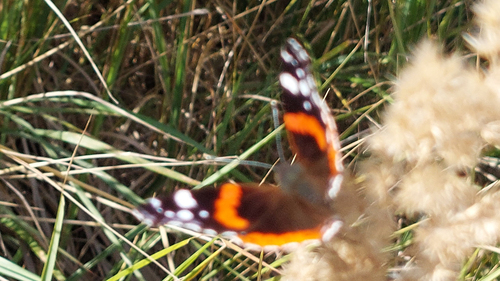 Red Admiral