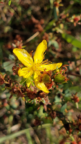 Common St. John's Wort
