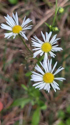 annual fleabane