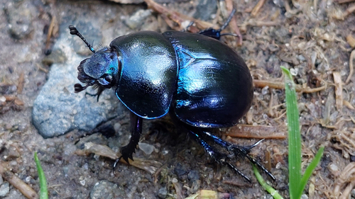 Springtime Dung Beetle