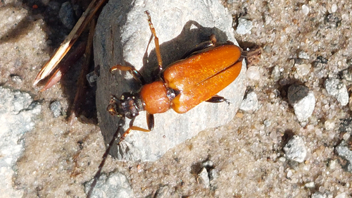 Red Pine Longhorn Beetle